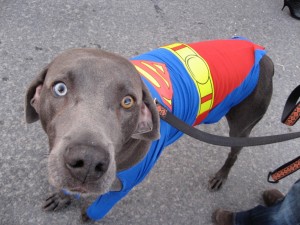 Superdog in costume