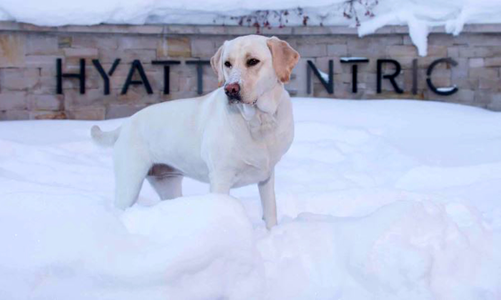Hyatt Centric Park City Dog Hyatt Centric Park City Dog